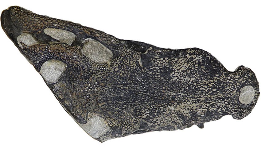 cranio fossil crocodilo
