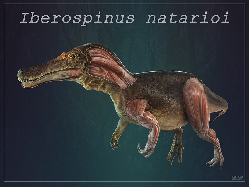 iberospinus natarioi