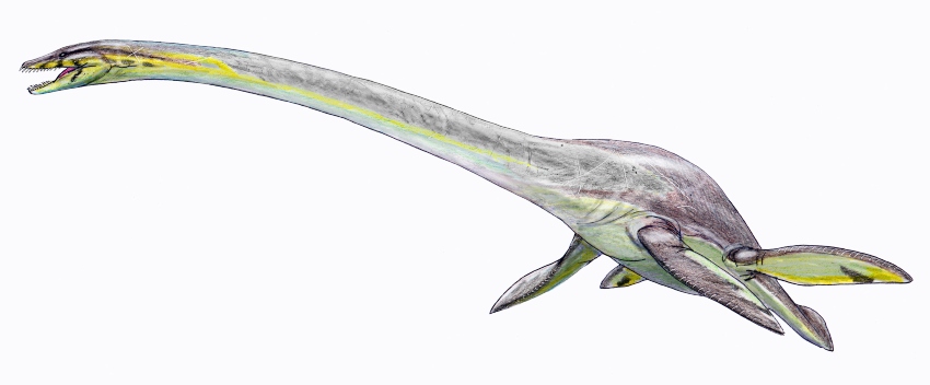 Elasmosaurus platyurus by DiBgd 1
