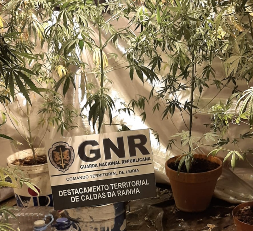 GNR Leiria Apreensao droga obidos