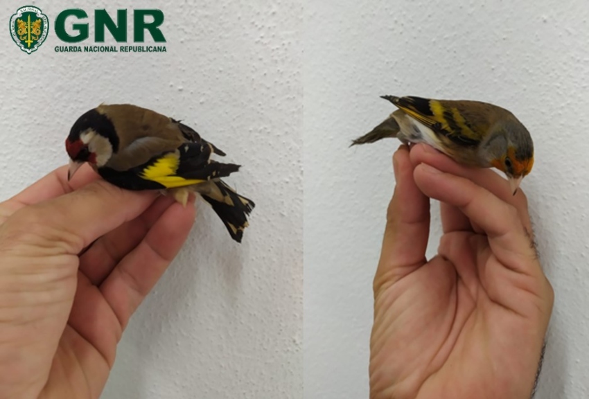 GNR apreensao aves 2021