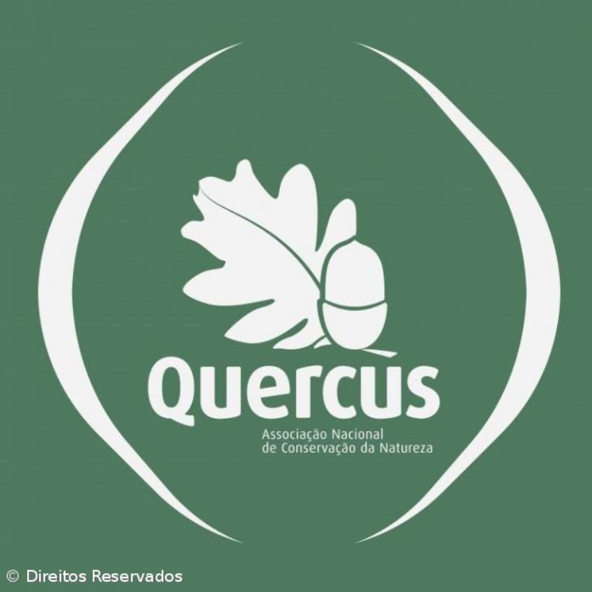 Quercus