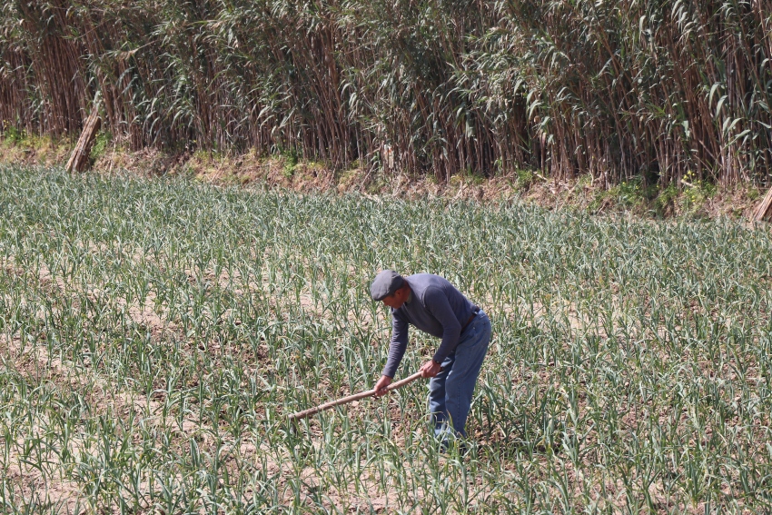 agricultura