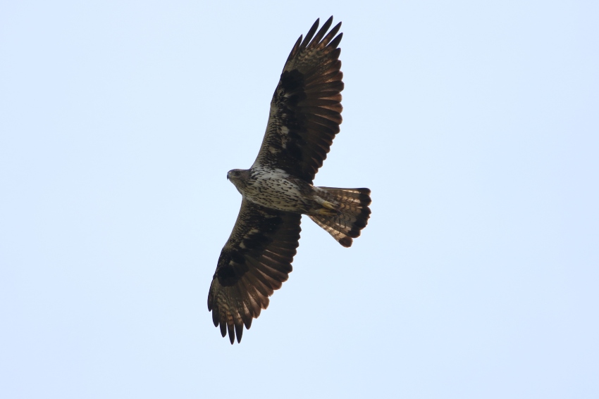 aguia de bonelli spea