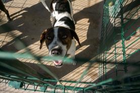 Primeira vacina de ADN contra leishmaniose canina pode ser comercializada