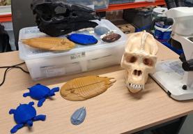 Dino Parque Lourinhã cria dinossauros em 3D de quatro novas espécies este Verão