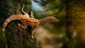 Dino Parque Lourinhã e o Museu da Lourinhã organizam exposição com ilustração científica participante ao concurso internacional