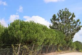 Região Oeste com perigo moderado a elevado de incêndio florestal