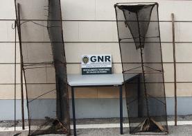 GNR detém dois suspeitos por captura ilegal de meixão no concelho das Caldas da Rainha