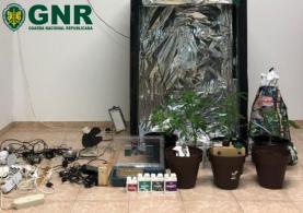 GNR deteve homem na Atouguia da Baleia por cultivo de estupefacientes