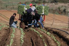 Horticultores da região Oeste ponderam reduzir ou abandonar áreas de cultivo devido à crise energética