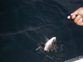 Covid-19: Mais de 3.200 pessoas pedem a abertura imediata da pesca lúdica