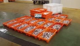 Costa portuguesa entre zonas europeias onde é capturado mais peixe abaixo do tamanho regulamentar