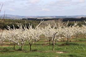 CAP quer postos prioritários de combustíveis para os agricultores em todas as sedes de concelho 