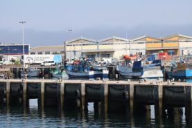 Portugal e França investem 16 milhões de euros em produção de aquacultura de corvina no Porto de Peniche