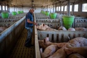Seca: Suinicultores prepararam medidas para sustentabilidade ambiental e social