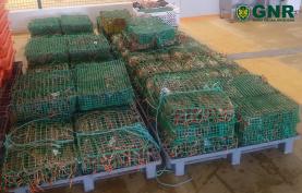 Peniche: GNR apreendeu 467 quilos de lagosta por fuga à lota