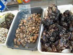 IPMA actualiza permissão de captura de moluscos bivalves vivos na costa Oeste e Lagoa de Óbidos