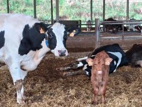 Covid-19: DGAV estende prazos de identificação de pequenos ruminantes e bovinos