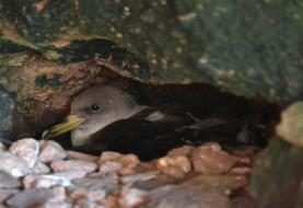 Estudo sobre aves marinhas em risco reforça importância da cooperação internacional