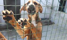Indústria de medicamentos veterinários alerta para aumento de parasitas