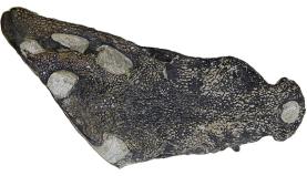 Museu da Lourinhã anuncia descoberta de crocodilo jurássico em Paimogo 