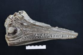 Fóssil descoberto em 2021 na Marinha Grande e estudado no Museu da Lourinhã é de nova espécie de réptil marinho