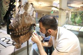 Investigador do Museu da Lourinhã integra estudo publicado na revista ‘Nature’ sobre a dieta e comportamento de dinossauros gigantes