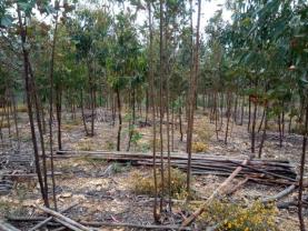Publicada portaria que permite aumentar plantação de eucalipto na região Oeste