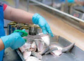 Trabalhadores da ESIP, maior conserveira de peixe de Peniche, em greve na segunda-feira