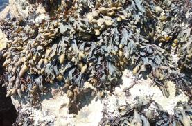 Macroalga da costa de Peniche apresenta acção anti-enzimática que permite retardar o envelhecimento da pele