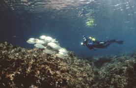 Fórum Oceano lança plataforma ‘online’ para promoção das Estações Náuticas de Portugal