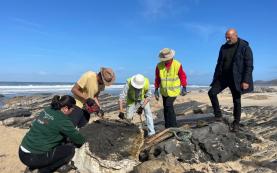 Museu da Lourinhã estuda fóssil de dinossauro com mais de 190 milhões de anos descoberto na Marinha Grande