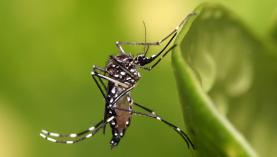 Mosquitos que propagam dengue e zika estão a espalhar-se pela Europa - ECDC