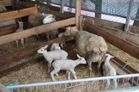 Criadores de Ovinos e Caprinos obrigados a declarar animais em Janeiro