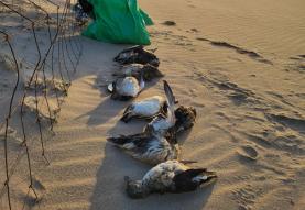 Centenas de papagaios-do-mar dão à costa nas praias do Oeste
