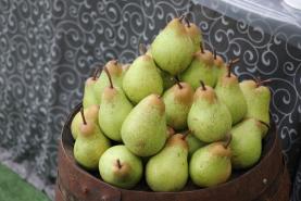 Parlamento Europeu aprovou protecção da pêra rocha do Oeste no mercado chinês