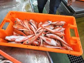 Espécies de peixe “rejeitadas” e de baixo valor comercial dão origem a novos produtos alimentares