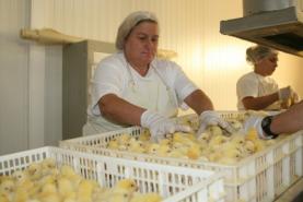 COVID-19: Grupo Valouro aumenta produção de aves em 30% para responder à procura dos supermercados