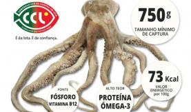 Suspenso defeso do polvo e autorizadas armadilhas por causa da pandemia