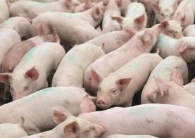 Direcção-Geral de Alimentação e Veterinária: porcos têm de ser registados em Agosto