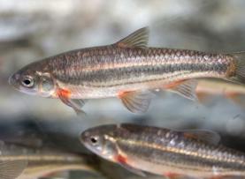 Ruivaco-do-oeste entre os peixes dos rios portugueses em risco de extinção revela Livro Vermelho