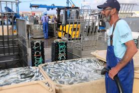 Peniche: Armadores da pesca da sardinha satisfeitos com limite anual de capturas