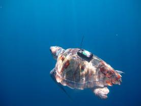 Investigadores da Universidade dos Açores monitorizam viagem inédita de tartaruga que viajou até à costa Oeste