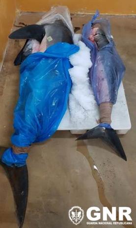 Peniche: GNR apreendeu 140 quilos de tubarão e pescado