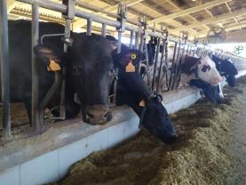 Subida do preço do leite reflecte “aumento brutal” dos custos de produção justifica Fenalac