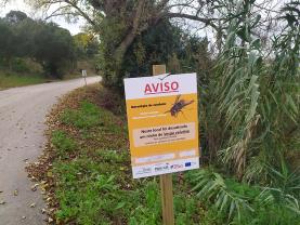 Aumentou a destruição de ninhos de vespa asiática no nosso concelho