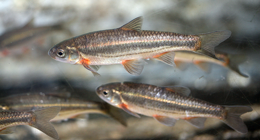 peixes agua doce dr