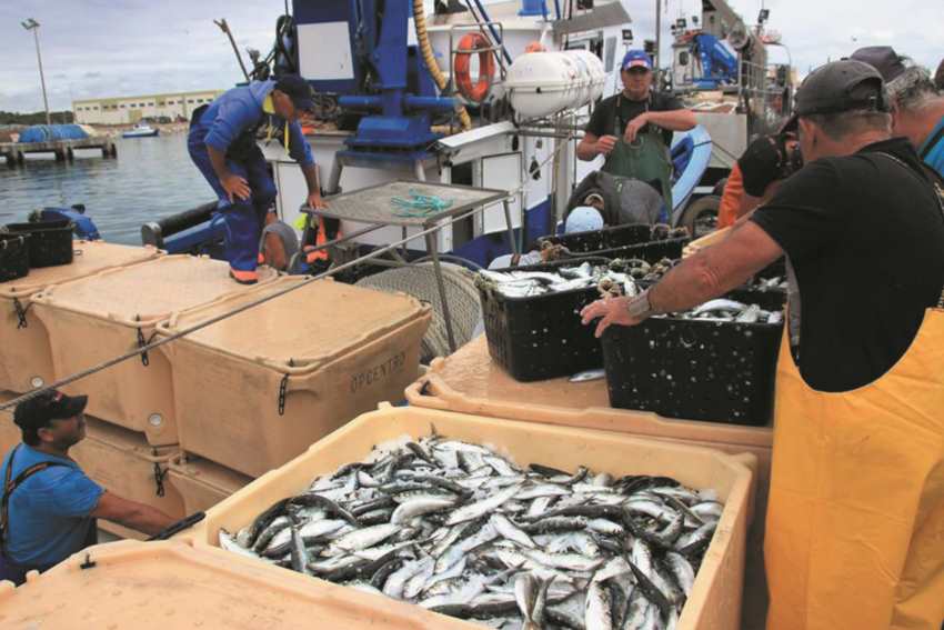 pesca da sardinha